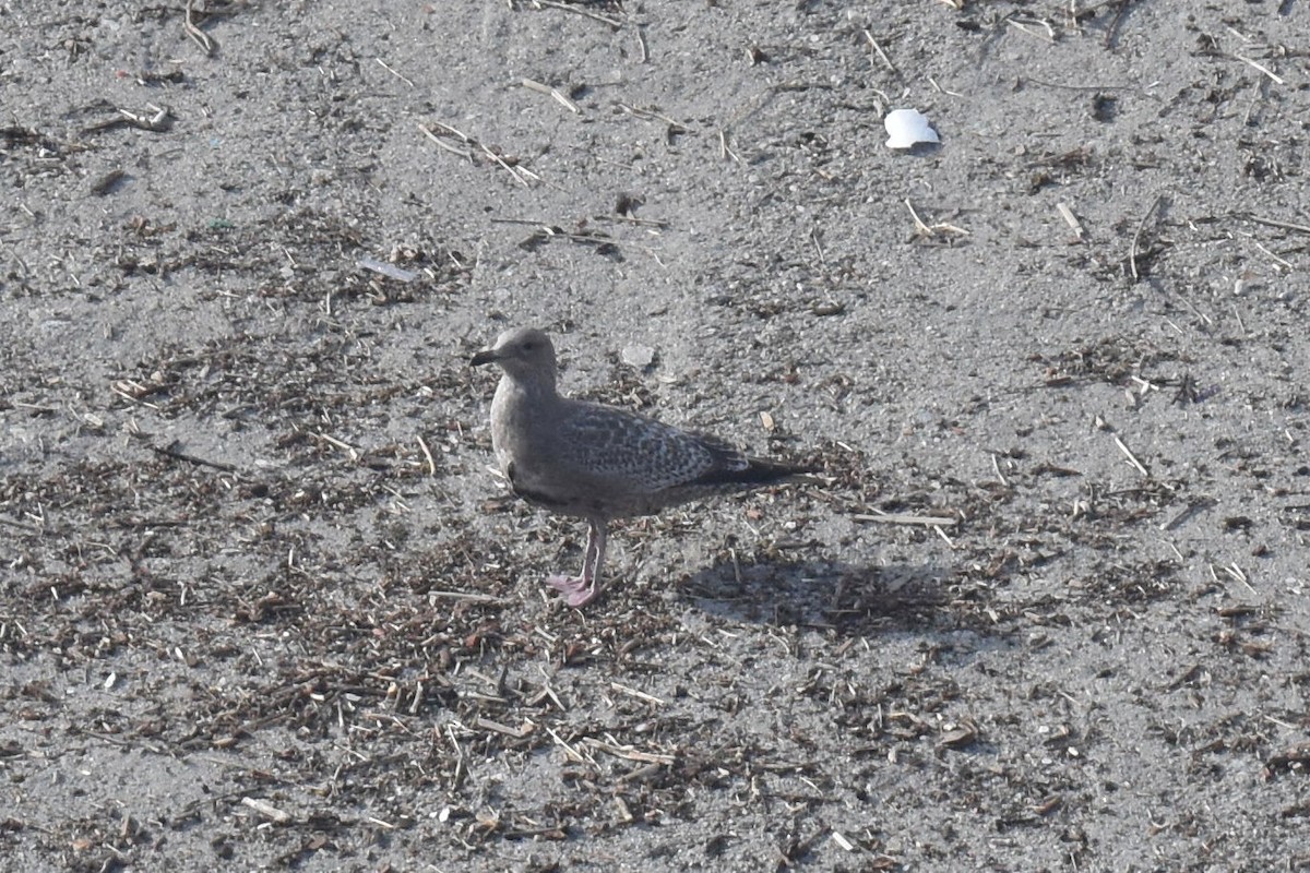 Larus sp. - ML646315197