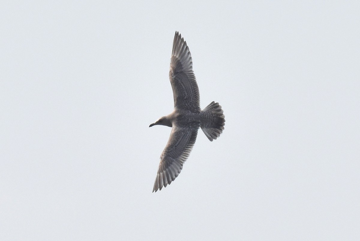 Larus sp. - ML646315198