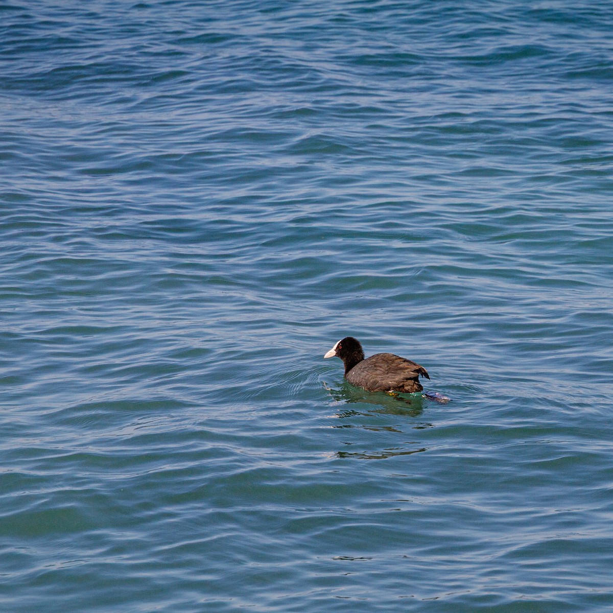 Eurasian Coot - ML646315201