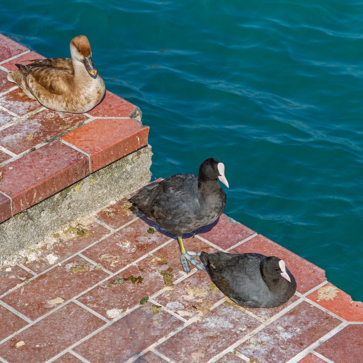 Eurasian Coot - ML646315202