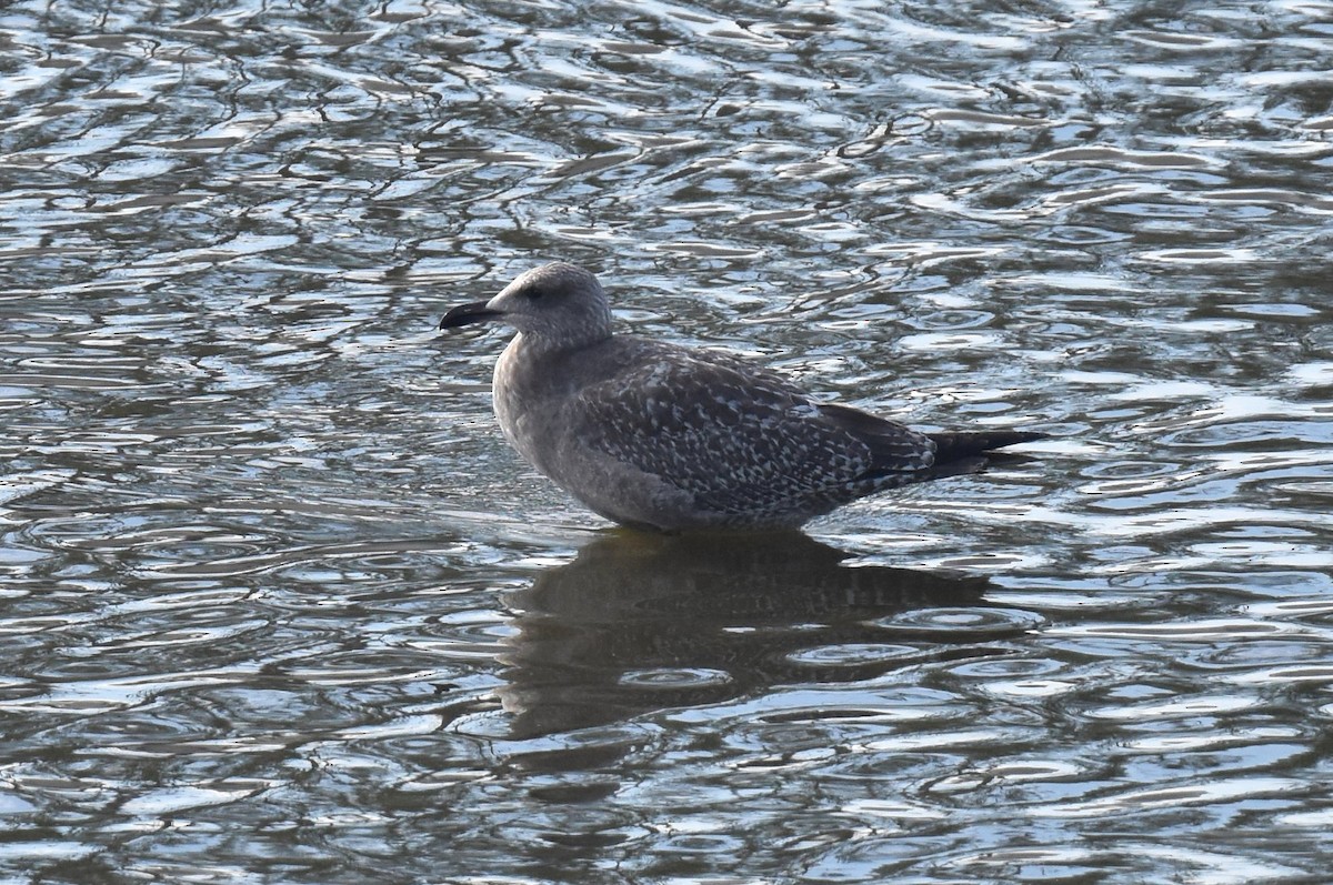 American Herring Gull - ML646315203