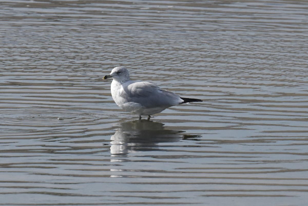 Ring-billed Gull - ML646315204