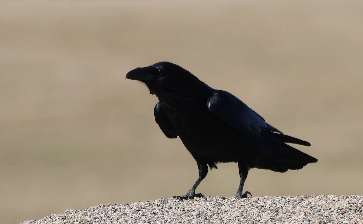 Common Raven - ML646315206