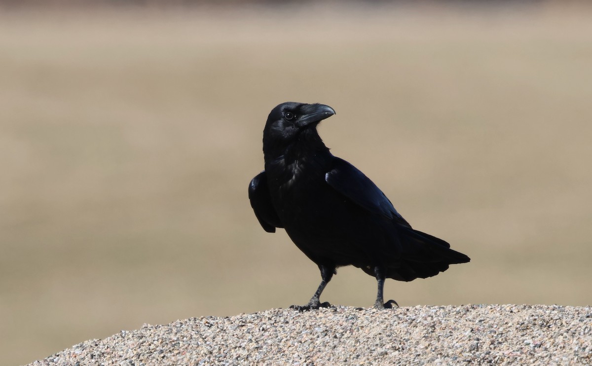 Common Raven - ML646315207