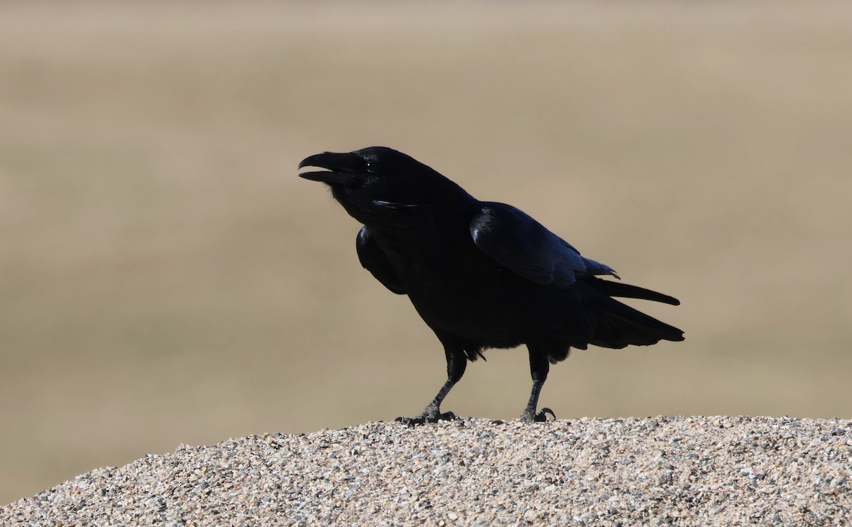 Common Raven - ML646315208