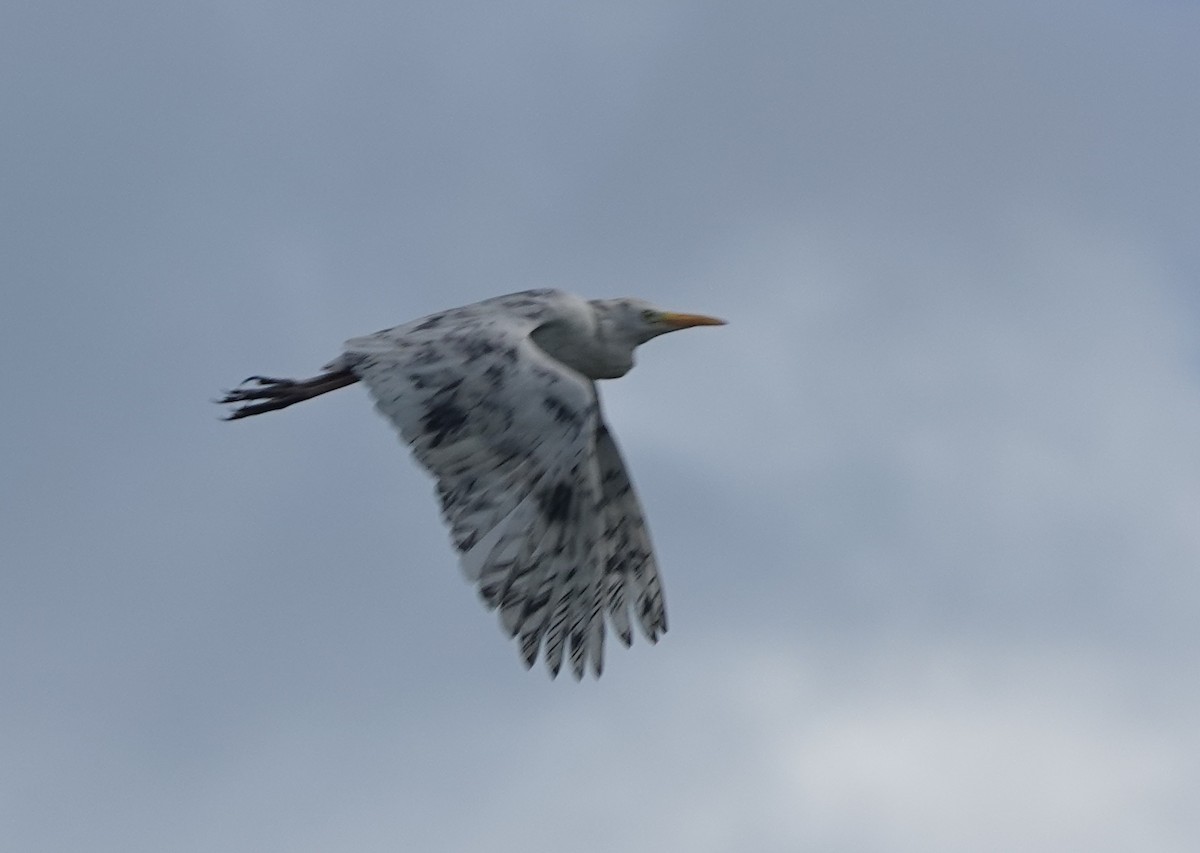 Western Cattle-Egret - ML646315209