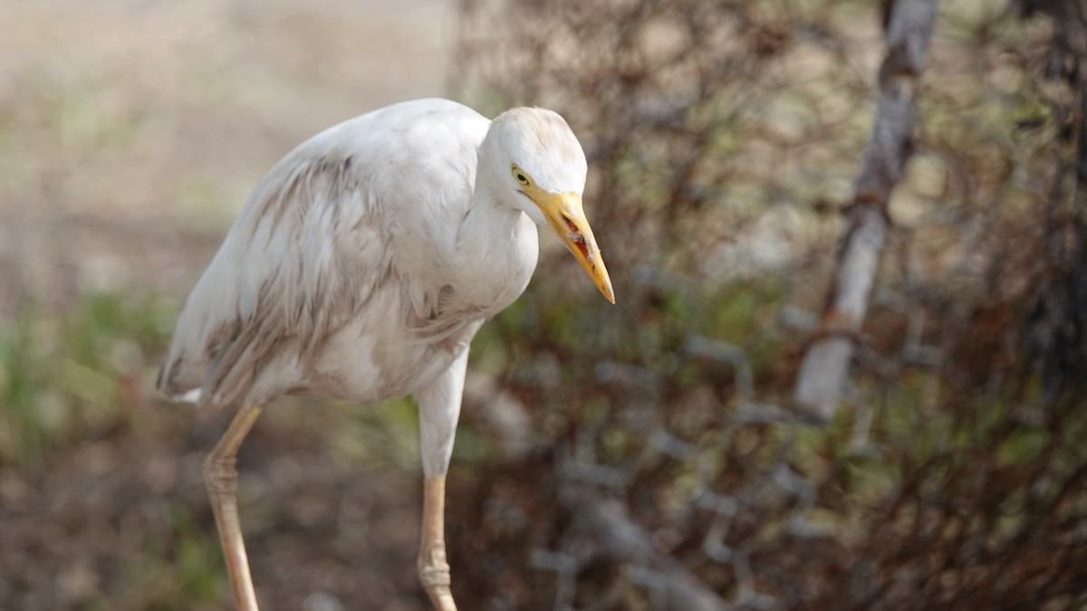 Western Cattle-Egret - ML646315210