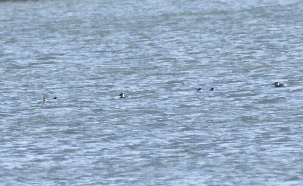 Ruddy Duck - ML646315211