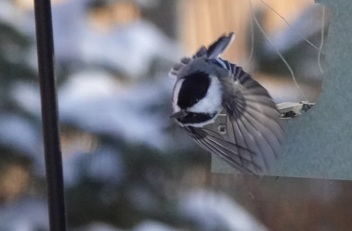 Black-capped Chickadee - ML646315213