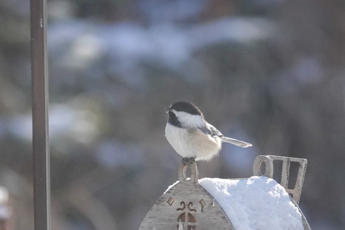 Black-capped Chickadee - ML646315214