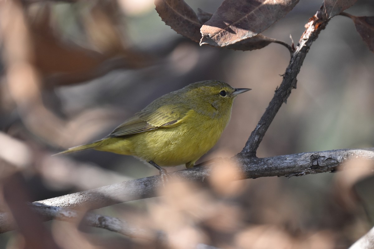 Orange-crowned Warbler - ML646315215