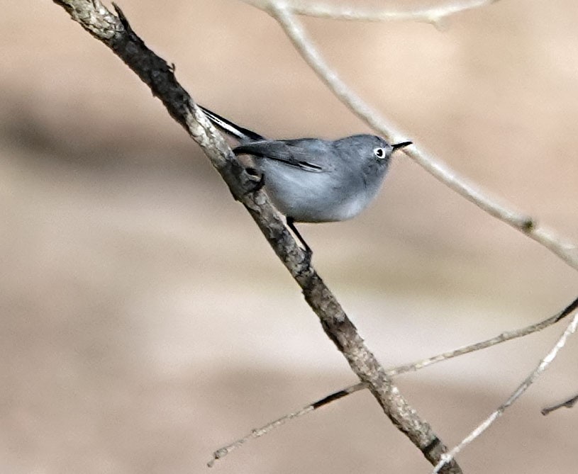 Blue-gray Gnatcatcher - ML646315216