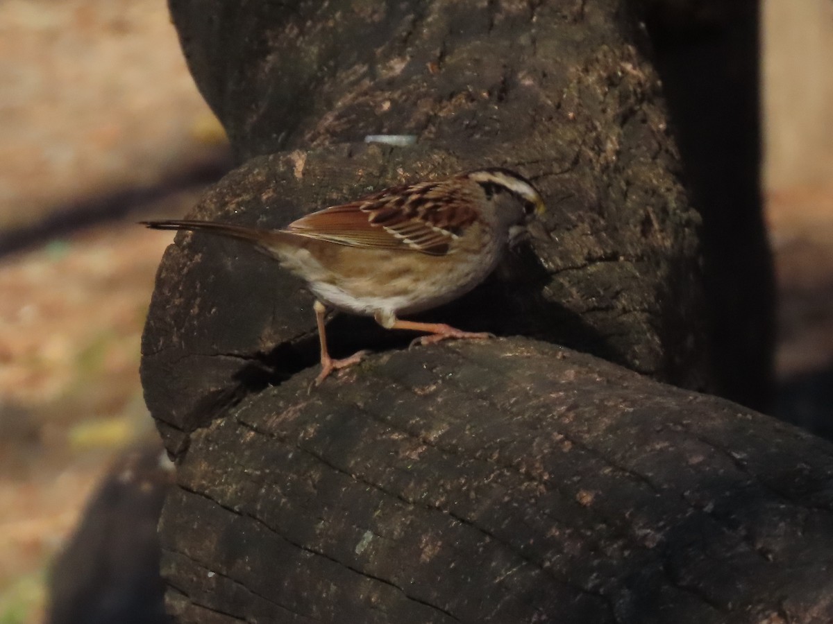White-throated Sparrow - ML646315217