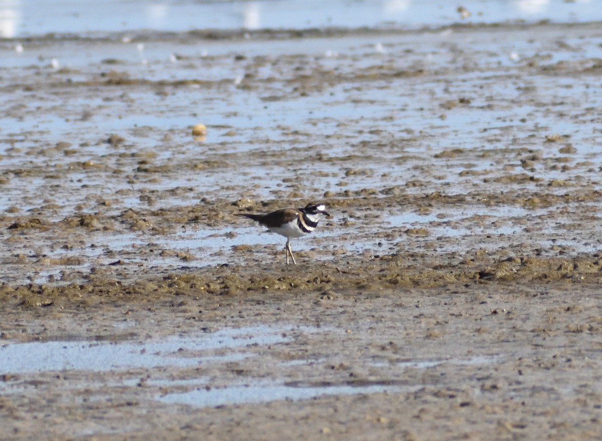 Killdeer - ML646315218