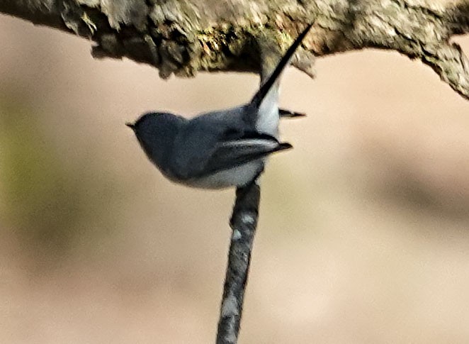 Blue-gray Gnatcatcher - ML646315219