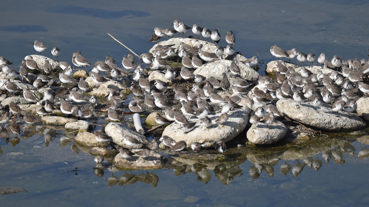 Western Sandpiper - ML646315220