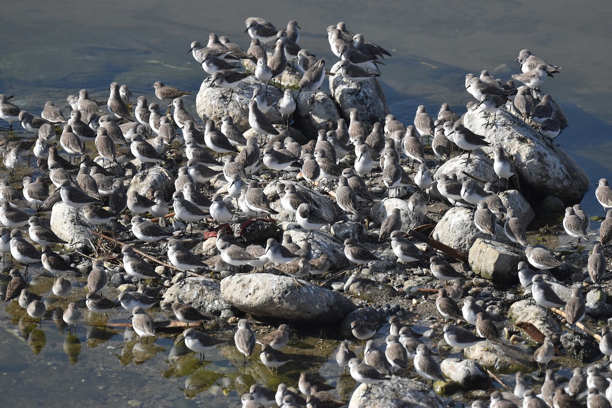 Western Sandpiper - ML646315221