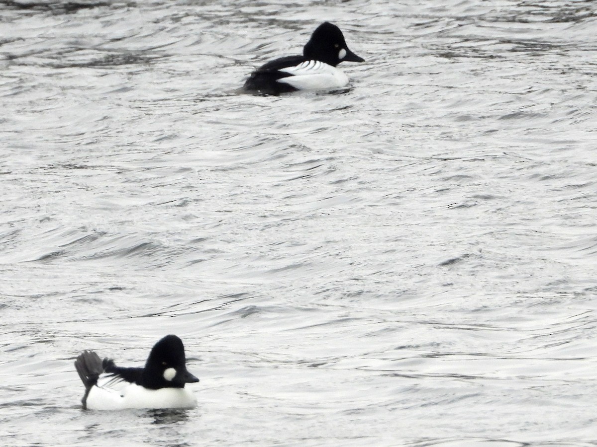 Common Goldeneye - ML646315222
