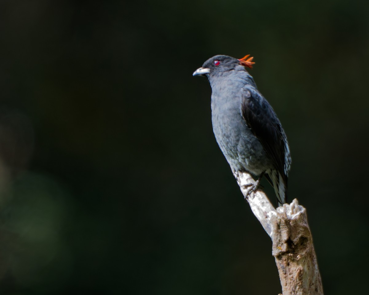 Red-crested Cotinga - ML646315224