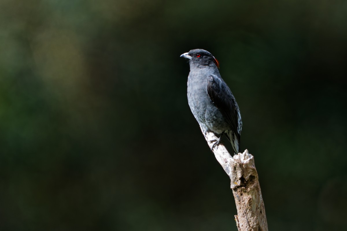 Red-crested Cotinga - ML646315225