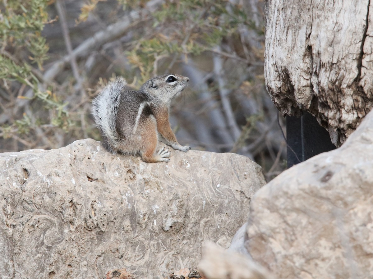 Texas Antelope Squirrel - ML646315227