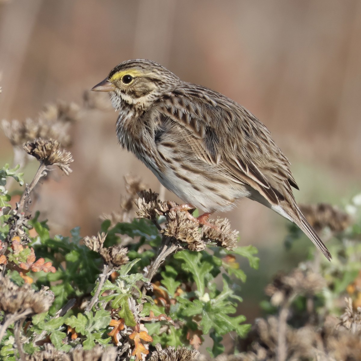 Savannah Sparrow - ML646315228