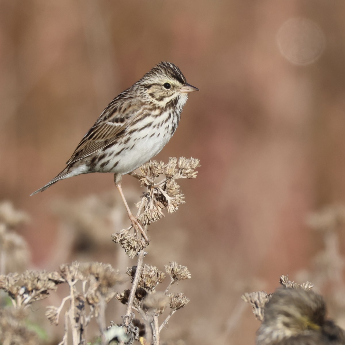 Savannah Sparrow - ML646315230