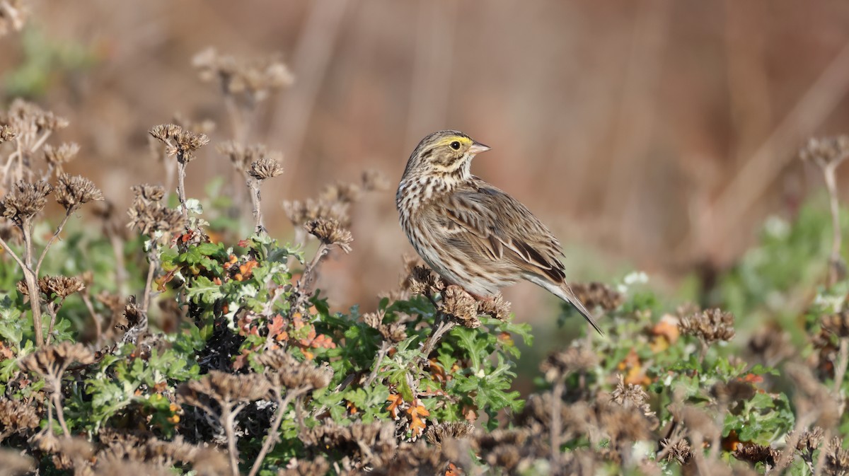 Savannah Sparrow - ML646315233