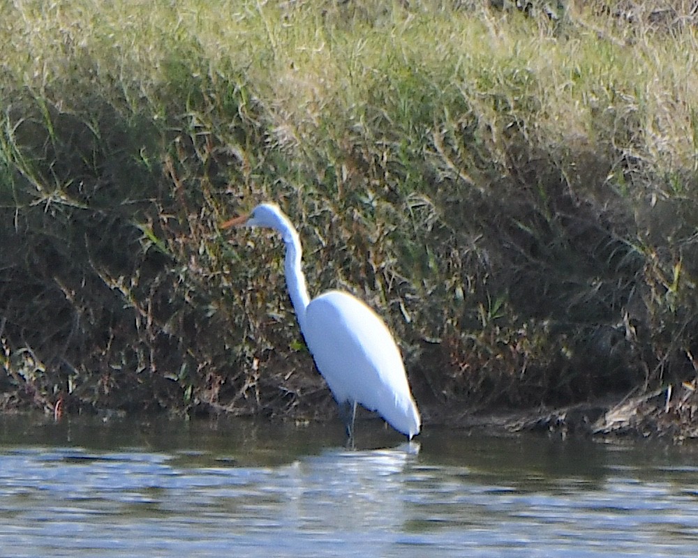 Great Egret - ML646315235