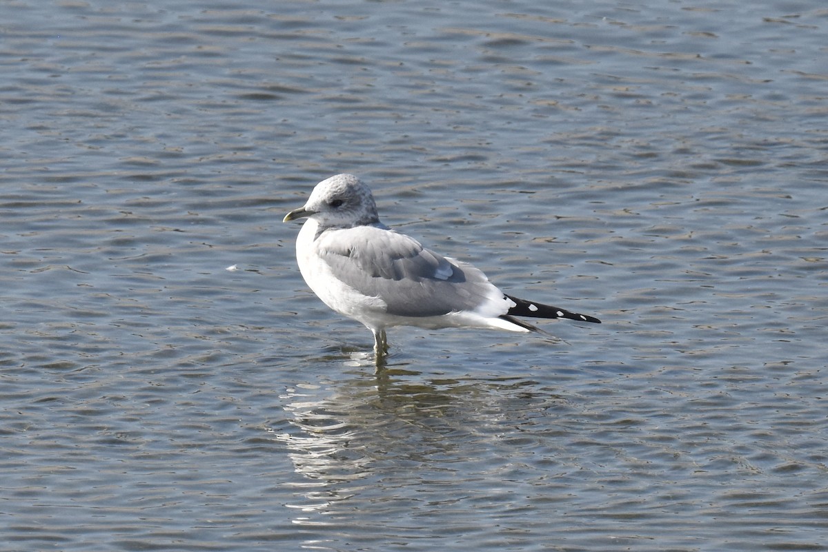 Short-billed Gull - ML646315236