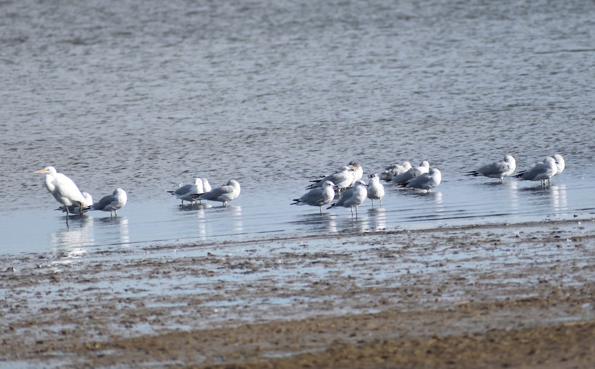 Ring-billed Gull - ML646315237