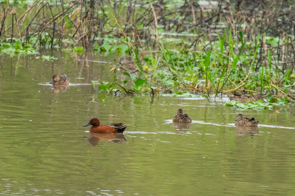 Cinnamon Teal - ML646315238