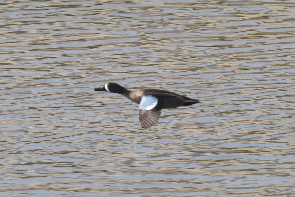 Zertzeta hegalurdina - ML646315239