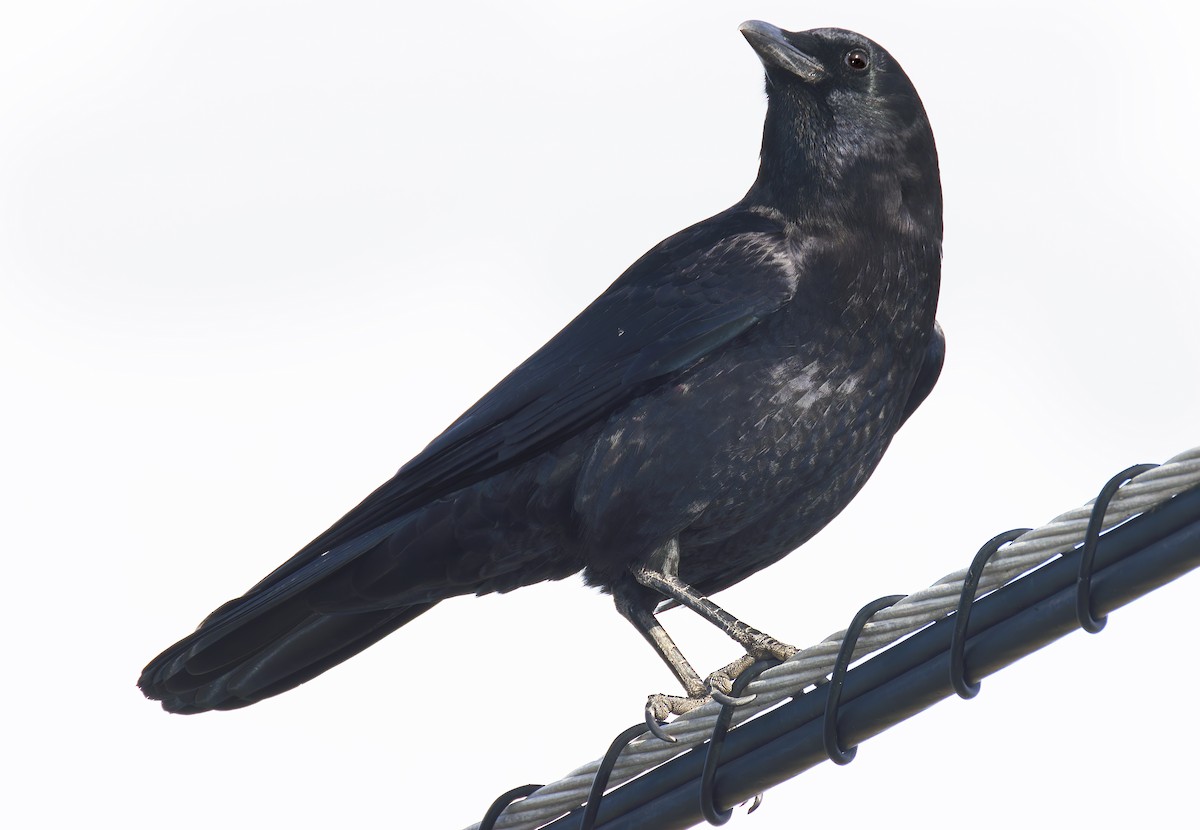 vrána americká - ML646315240