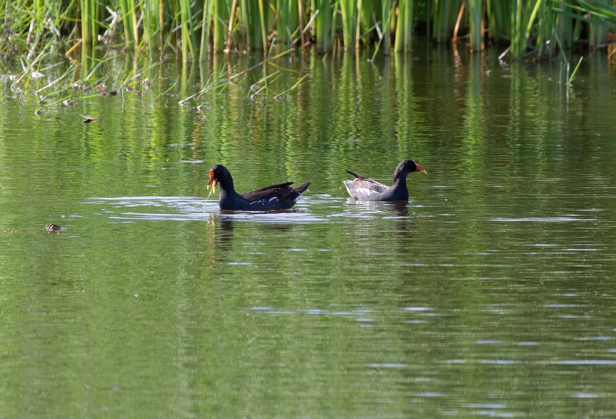 Eurasian Moorhen - ML646315241