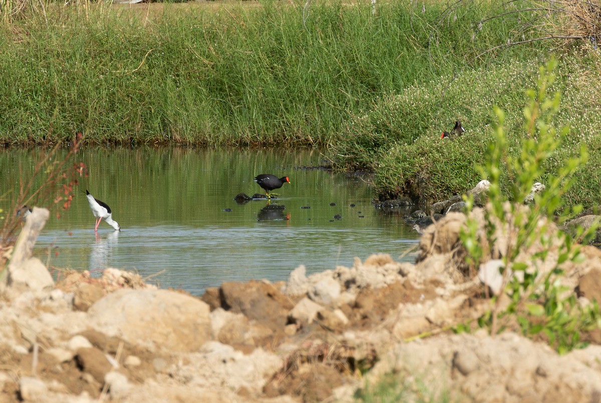 Eurasian Moorhen - ML646315242