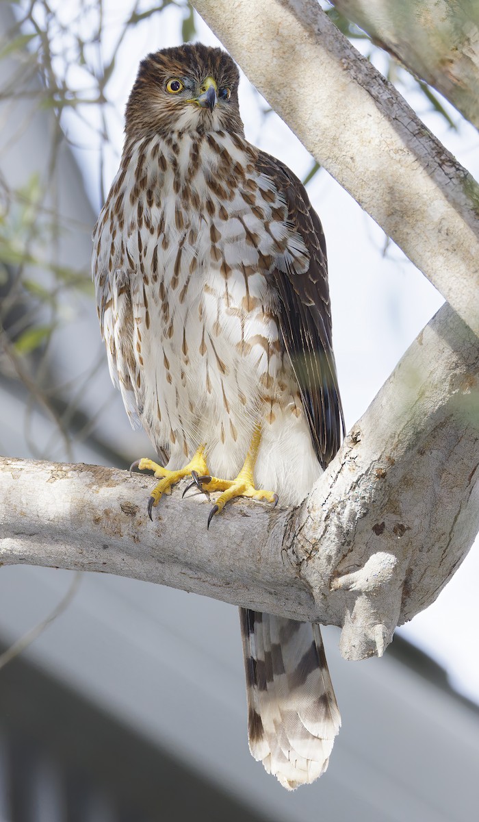 jestřáb americký - ML646315244