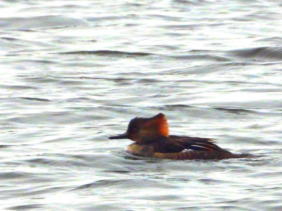 Smergo dal cappuccio - ML646315246