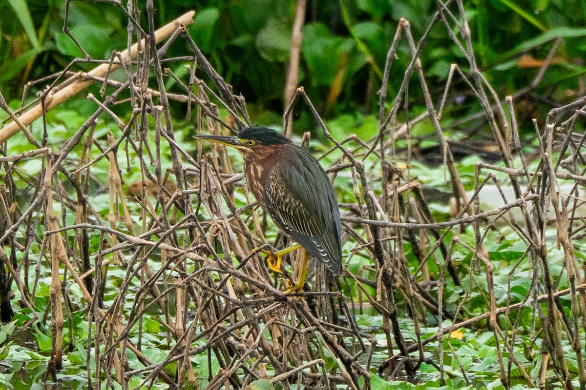 Green Heron - ML646315249