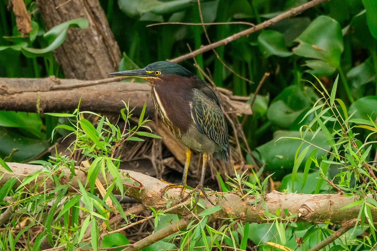 Green Heron - ML646315250