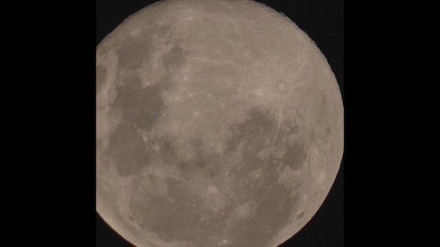 Wilson ekaitz-txoria - ML646315251