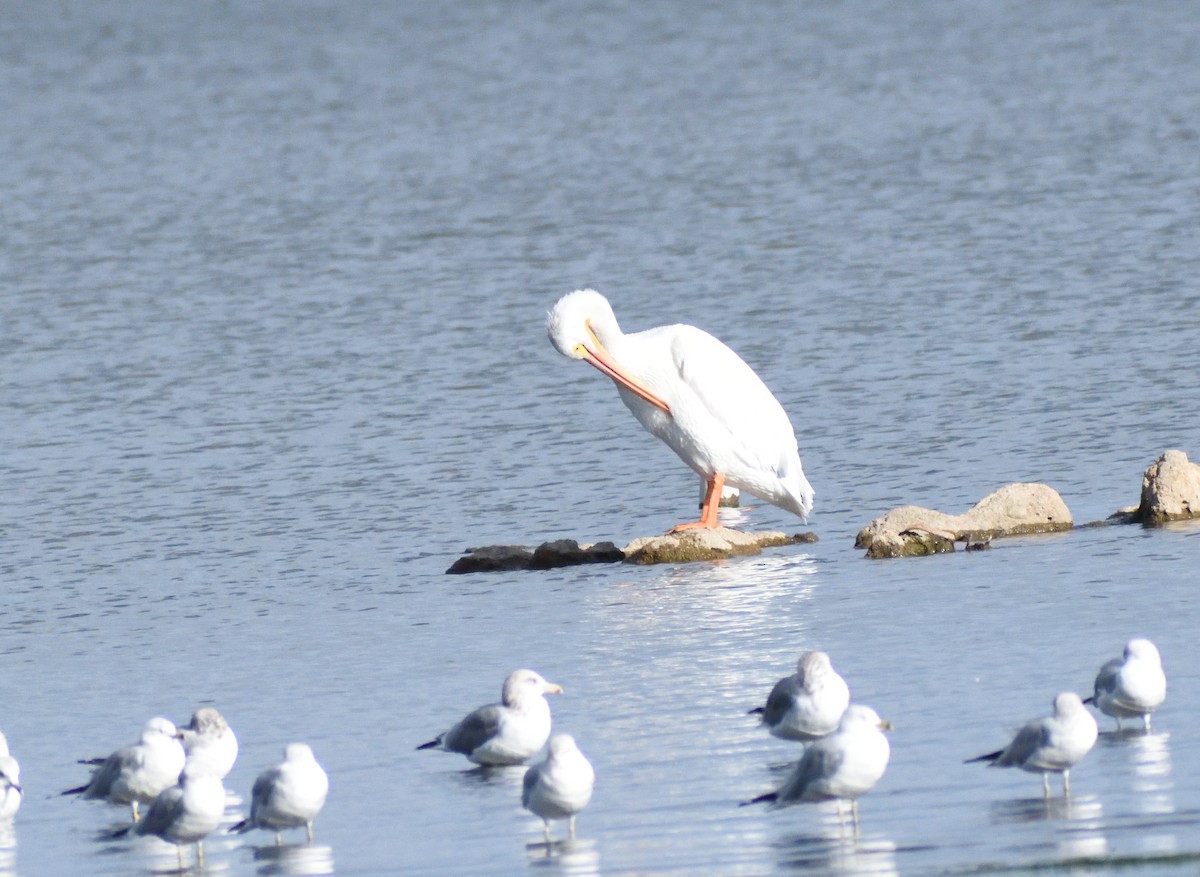 American White Pelican - ML646315252