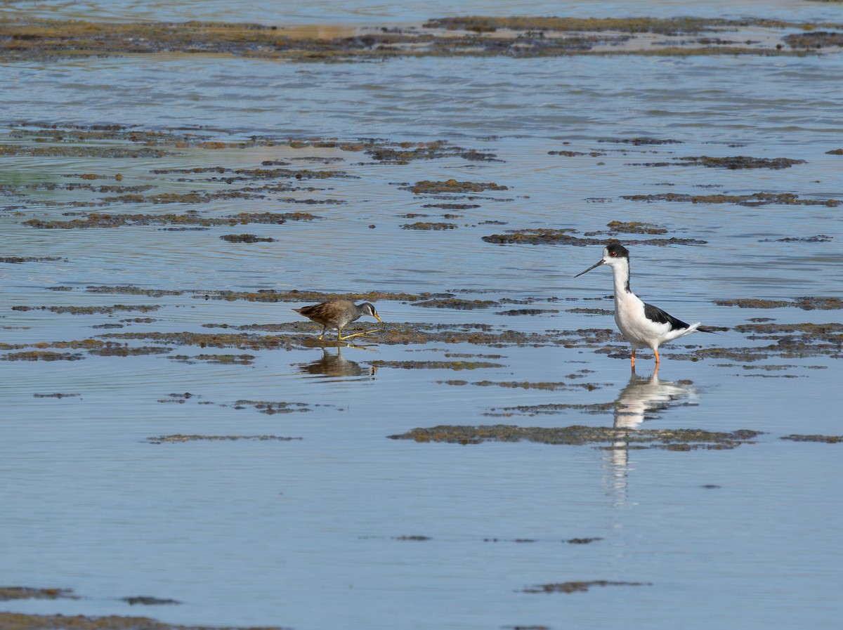 White-browed Crake - ML646315253