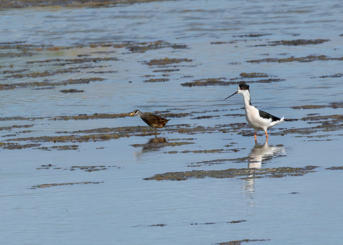 White-browed Crake - ML646315254