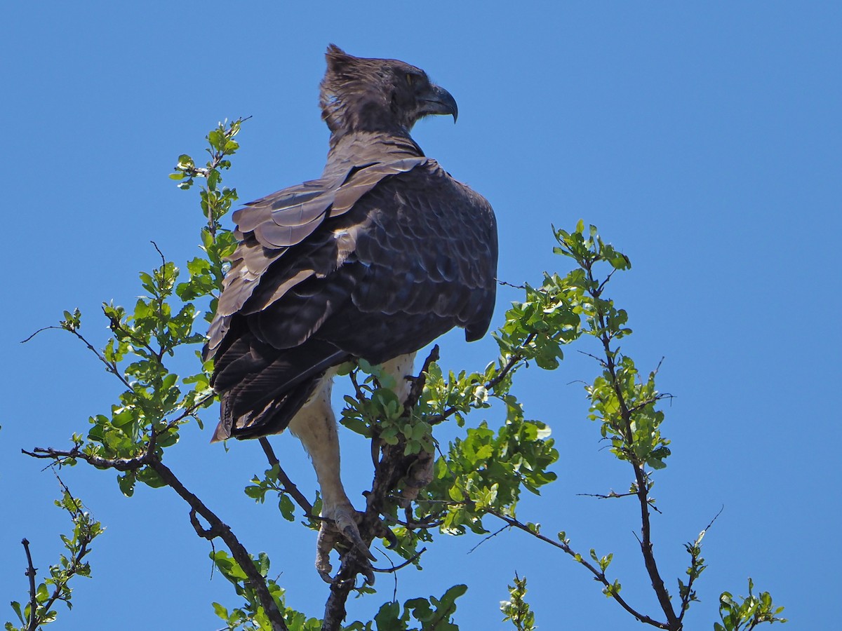 Martial Eagle - ML646315263