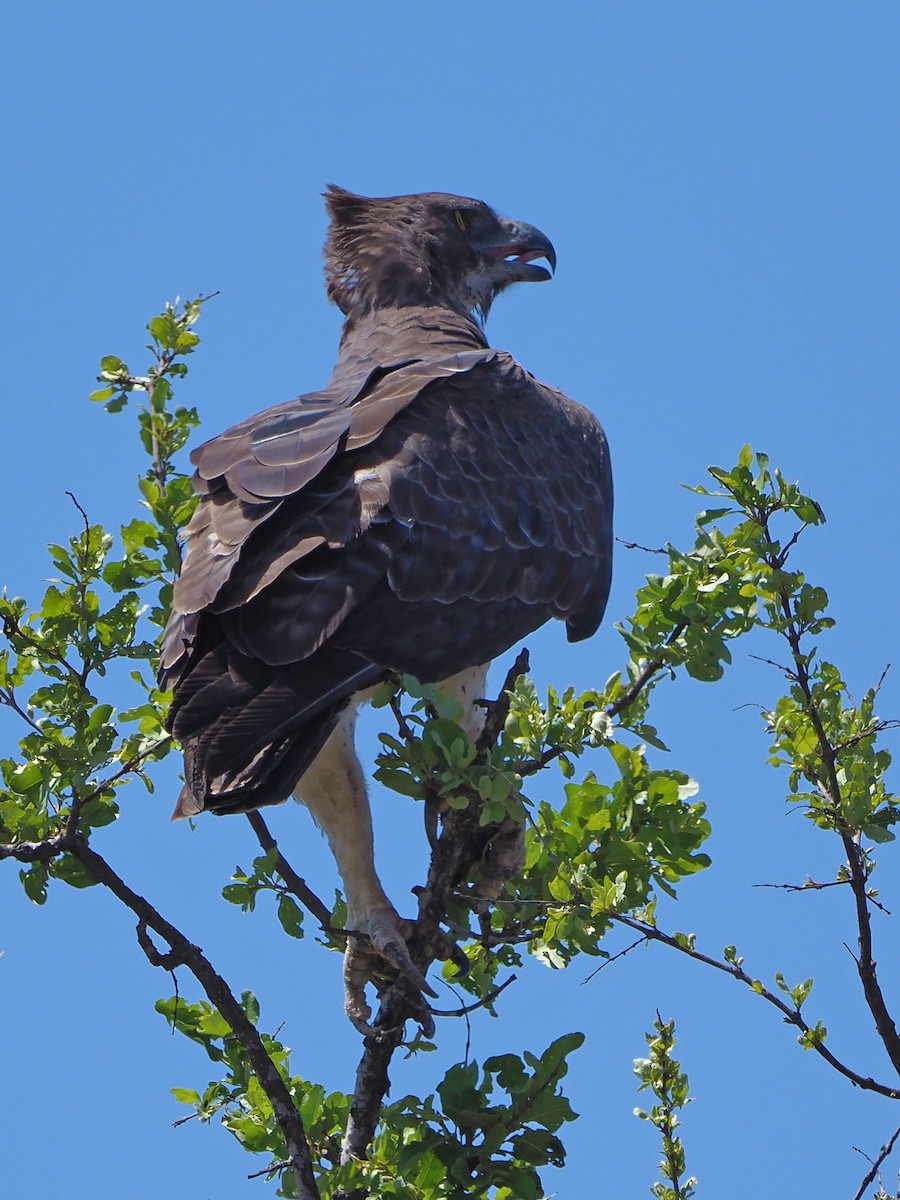 Martial Eagle - ML646315264