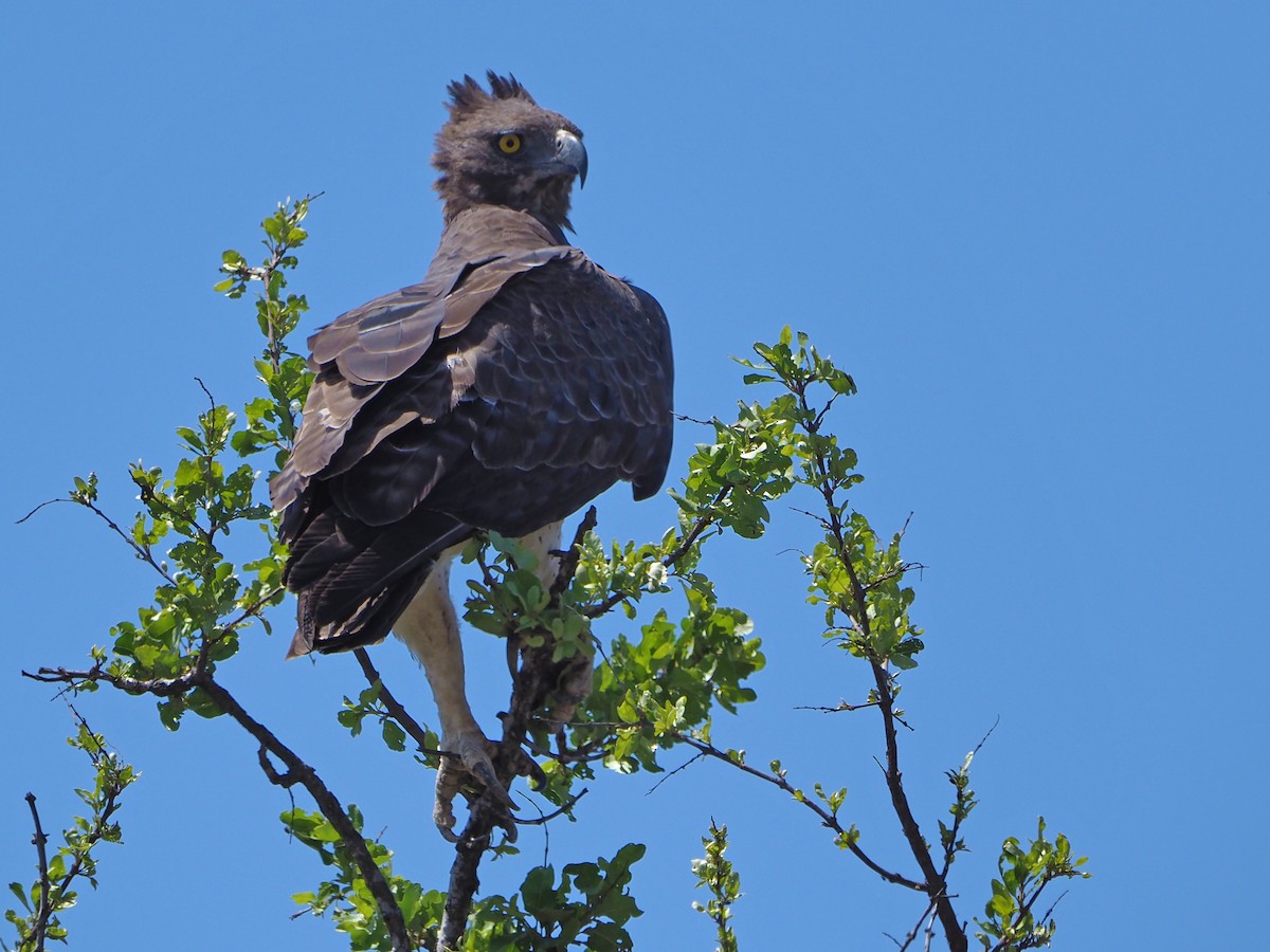 Martial Eagle - ML646315265