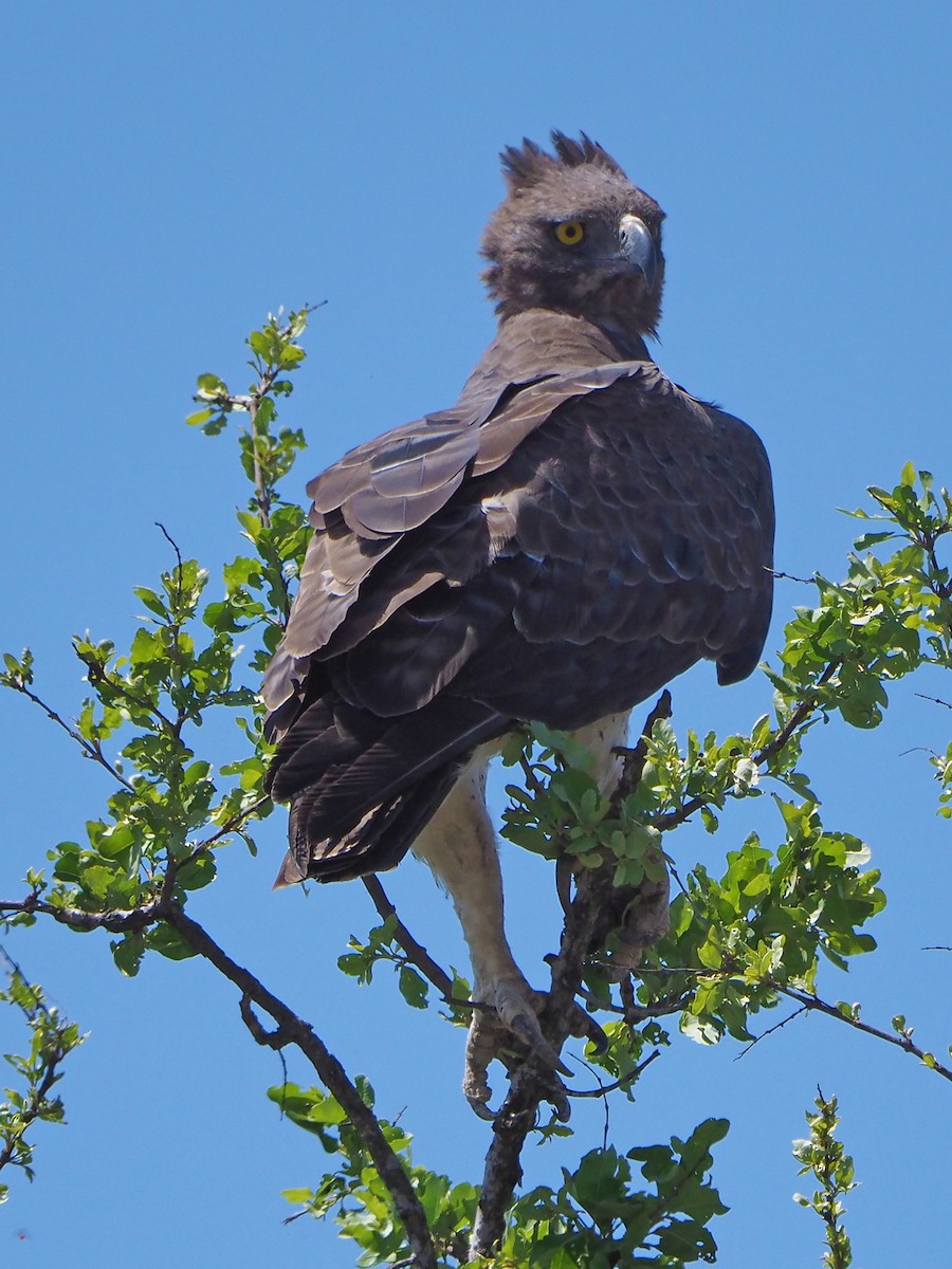 Martial Eagle - ML646315266