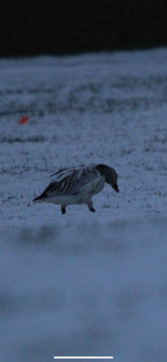 Snow Goose - ML646315267
