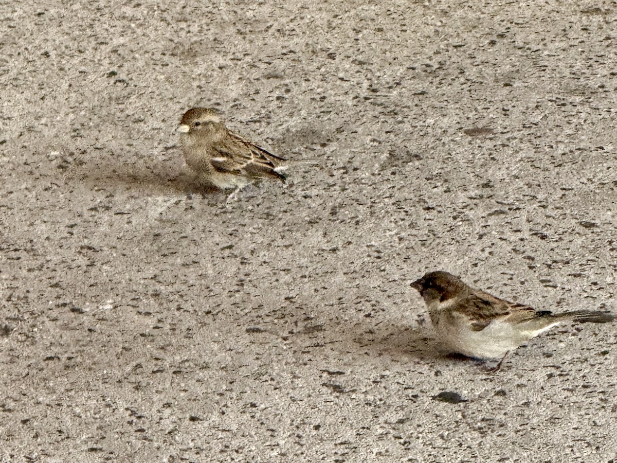 House Sparrow - ML646315269